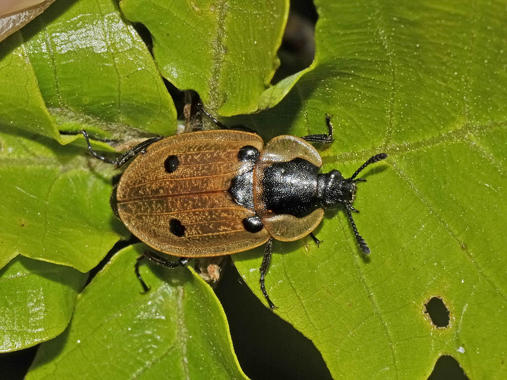 Dendroxena quadrimaculata